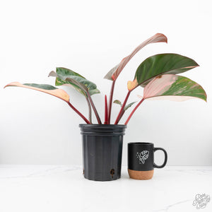Philodendron 'Red Congo' Variegated (wk20-UA)