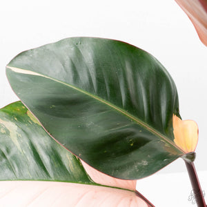 Philodendron 'Red Congo' Variegated (wk20-UA)