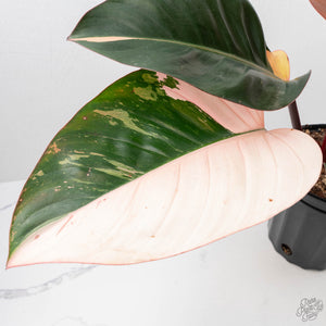 Philodendron 'Red Congo' Variegated (wk20-UA)