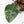 Philodendron 'Red Congo' Variegated (wk20-UA)