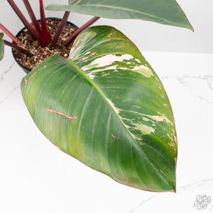 Philodendron 'Red Congo' Variegated (wk20-UA)