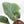 Philodendron 'Red Congo' Variegated (wk20-UA)