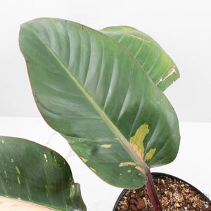 Philodendron 'Red Congo' Variegated (wk20-UA)