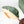 Philodendron 'Red Congo' Variegated (wk20-UA)