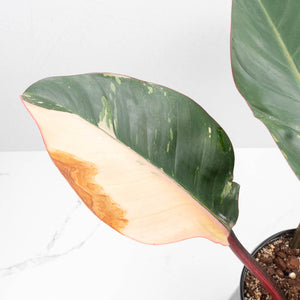 Philodendron 'Red Congo' Variegated (wk20-UA)