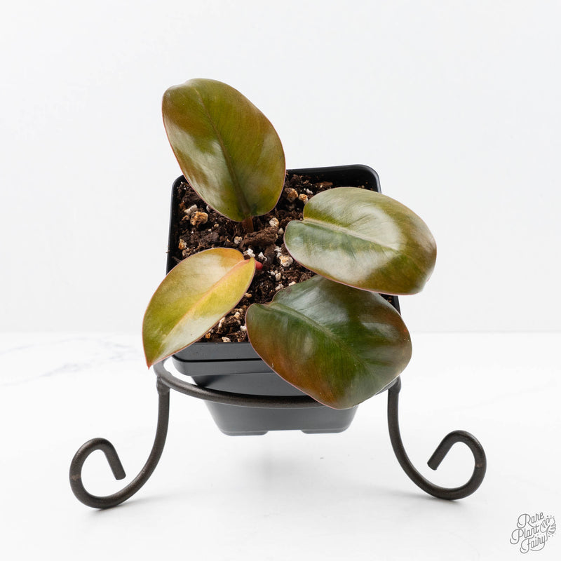 Philodendron 'Red Congo' Mint Variegated (wk22-J)