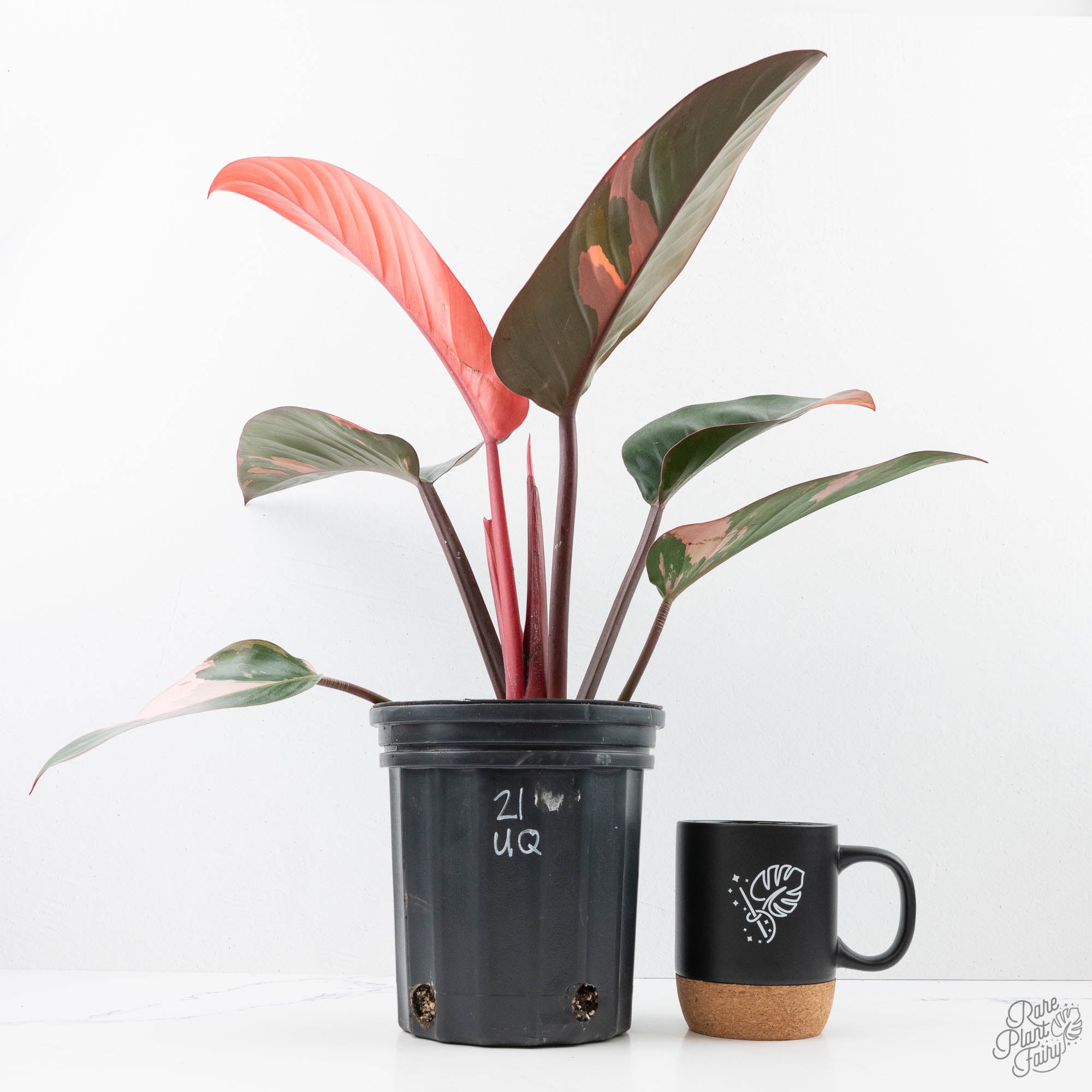 tc philodendron Philodendron 'Red Congo' Variegated Non-TC (wk21-UQ)