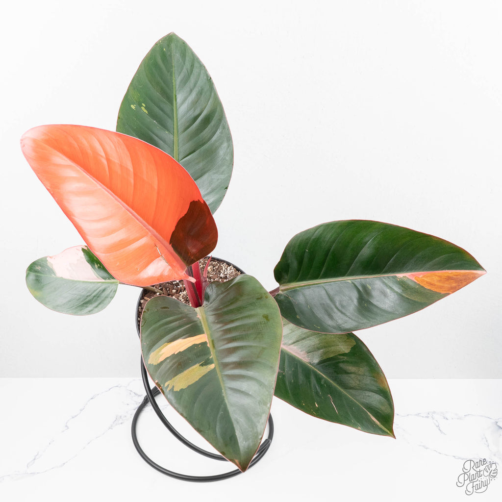 Philodendron 'Red Congo' Variegated Non-TC (wk21-UQ)