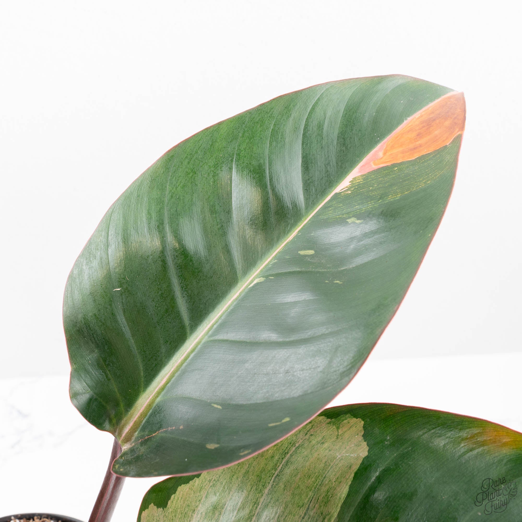 tc philodendron Philodendron 'Red Congo' Variegated Non-TC (wk21-UQ)