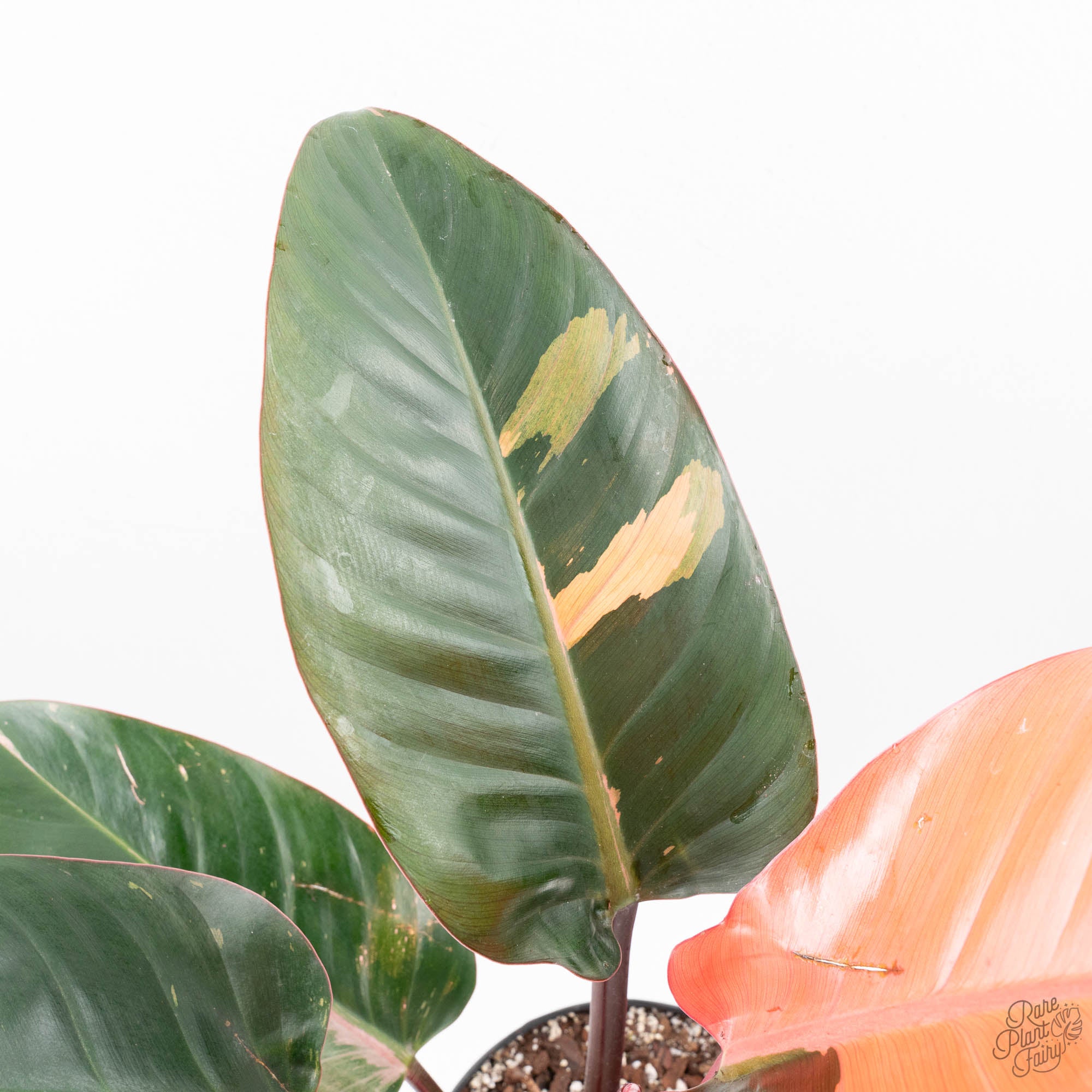philodendron red congo variegated Philodendron 'Red Congo' Variegated Non-TC (wk21-UQ)