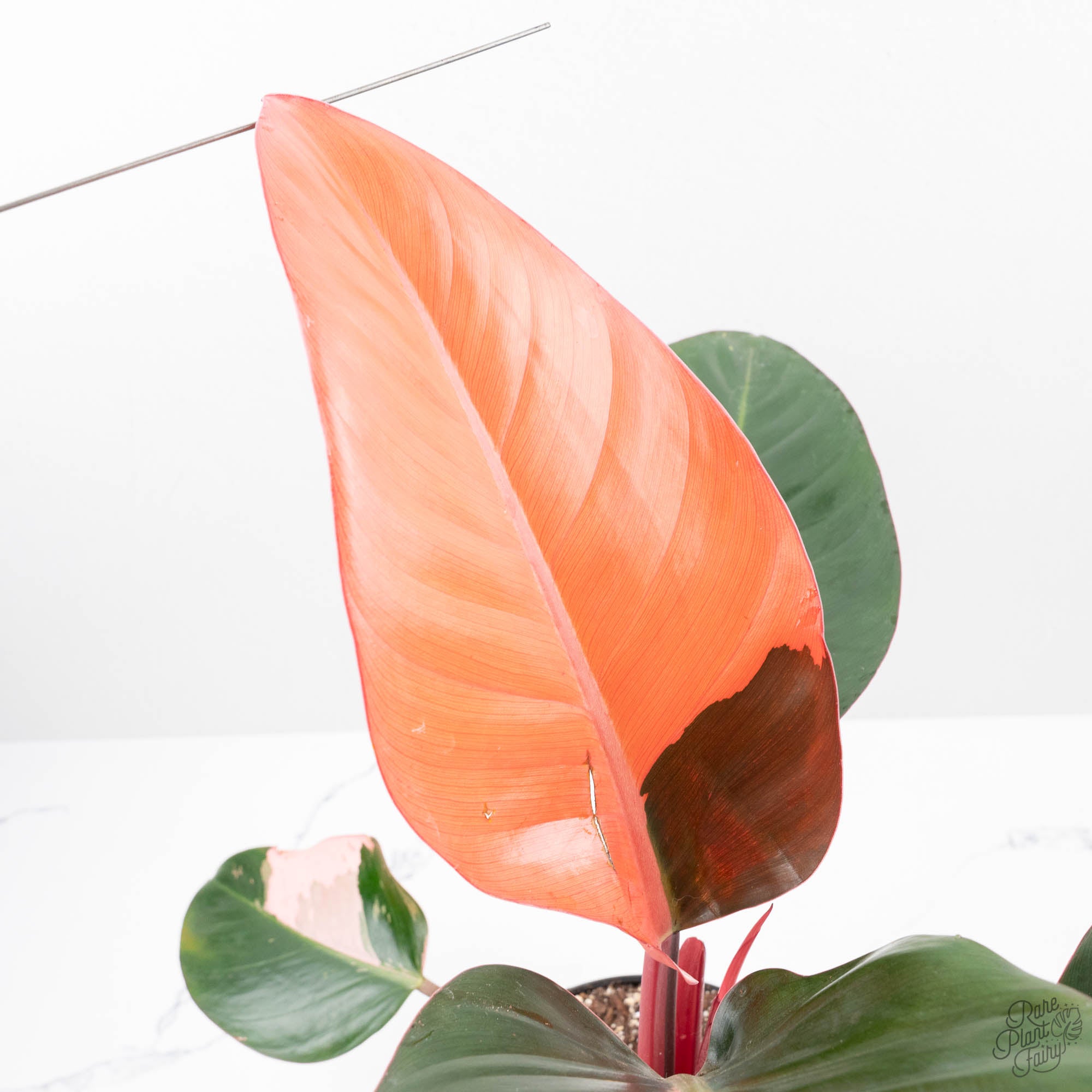 orange congo philodendron Philodendron 'Red Congo' Variegated Non-TC (wk21-UQ)