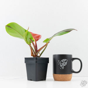 Philodendron 'Yellow Flame' (wk38-L273)