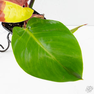 Philodendron 'Yellow Flame' (wk38-L273)
