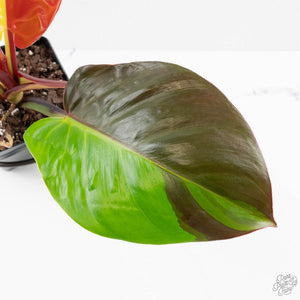 Philodendron 'Yellow Flame' (wk38-L273)