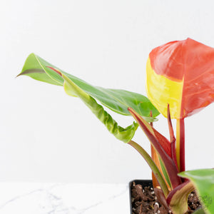 Philodendron 'Yellow Flame' (wk38-L273)