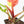 Philodendron 'Yellow Flame' (wk38-L273)