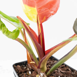 Philodendron 'Yellow Flame' (wk38-L273)