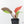Philodendron 'Yellow Flame' (wk38-L273)