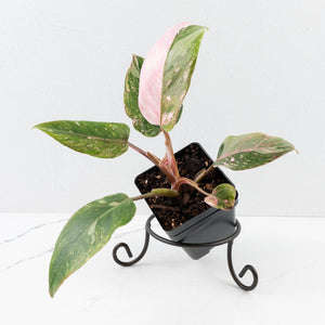 Philodendron 'Scarlet Princess' ('Red Anderson' Mutation) Variegated (wk33-L15)