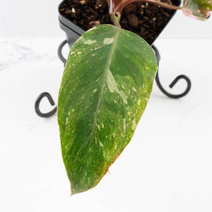 Philodendron 'Scarlet Princess' ('Red Anderson' Mutation) Variegated (wk33-L15)
