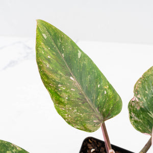 Philodendron 'Scarlet Princess' ('Red Anderson' Mutation) Variegated (wk33-L15)