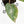 Philodendron 'Scarlet Princess' ('Red Anderson' Mutation) Variegated (wk33-L15)