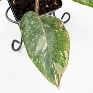 Philodendron 'Scarlet Princess' ('Red Anderson' Mutation) Variegated (wk33-L15)