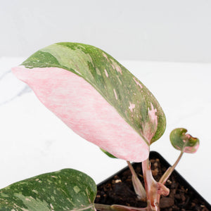 Philodendron 'Scarlet Princess' ('Red Anderson' Mutation) Variegated (wk33-L15)