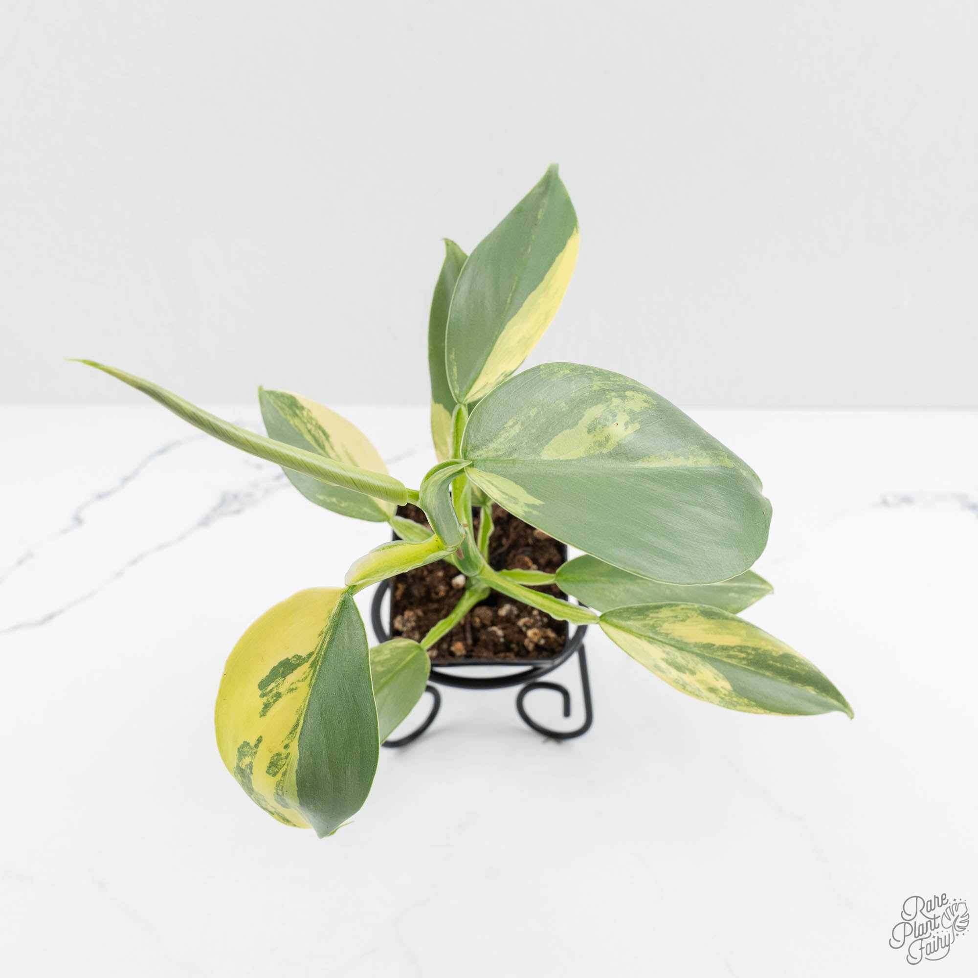 Philodendron 'Silver Sword' Variegated (wk15-F) – Rare Plant Fairy