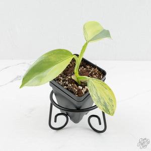 Philodendron 'Silver Sword' Variegated (wk18-E)