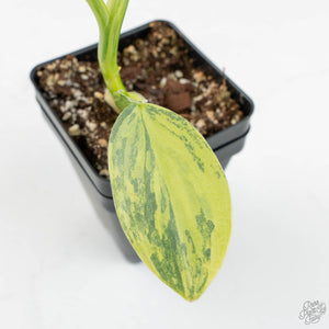Philodendron 'Silver Sword' Variegated (wk18-E)