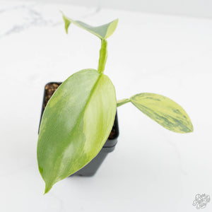 Philodendron 'Silver Sword' Variegated (wk18-E)