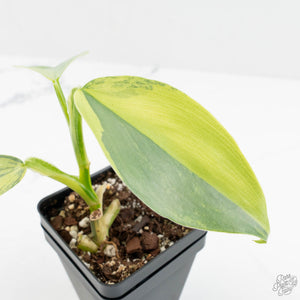 Philodendron 'Silver Sword' Variegated (wk18-E)