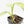 Philodendron 'Silver Sword' Variegated (wk18-E)
