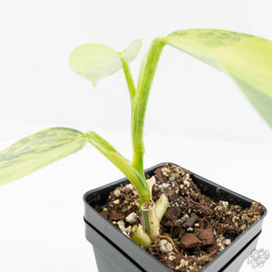 Philodendron 'Silver Sword' Variegated (wk18-E)
