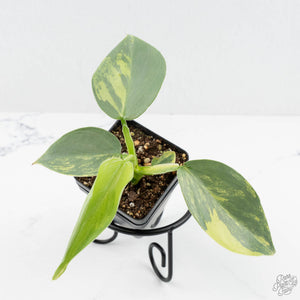 Philodendron 'Silver Sword' Variegated (wk19-D)