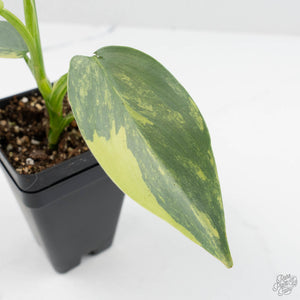 Philodendron 'Silver Sword' Variegated (wk19-D)