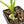 Philodendron 'Silver Sword' Variegated (wk19-D)