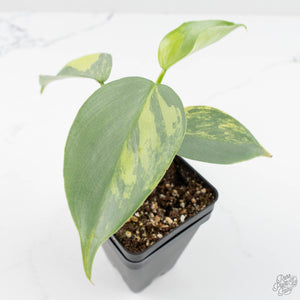 Philodendron 'Silver Sword' Variegated (wk19-D)