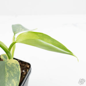 Philodendron 'Silver Sword' Variegated (wk19-D)