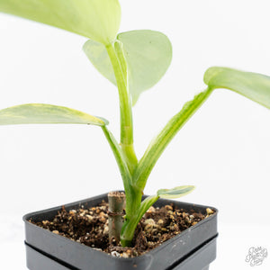 Philodendron 'Silver Sword' Variegated (wk19-D)
