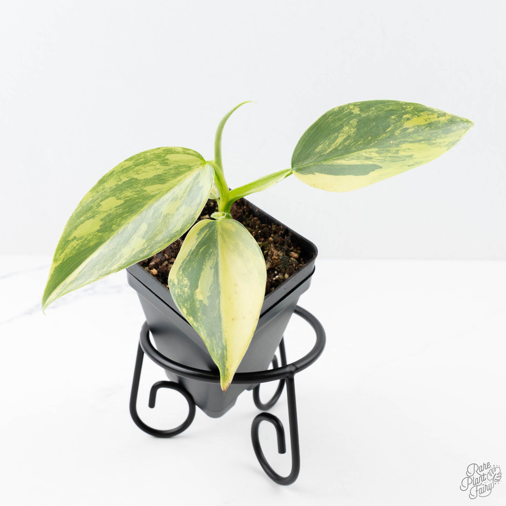 Philodendron 'Silver Sword' Variegated (wk21-B) – Rare Plant Fairy