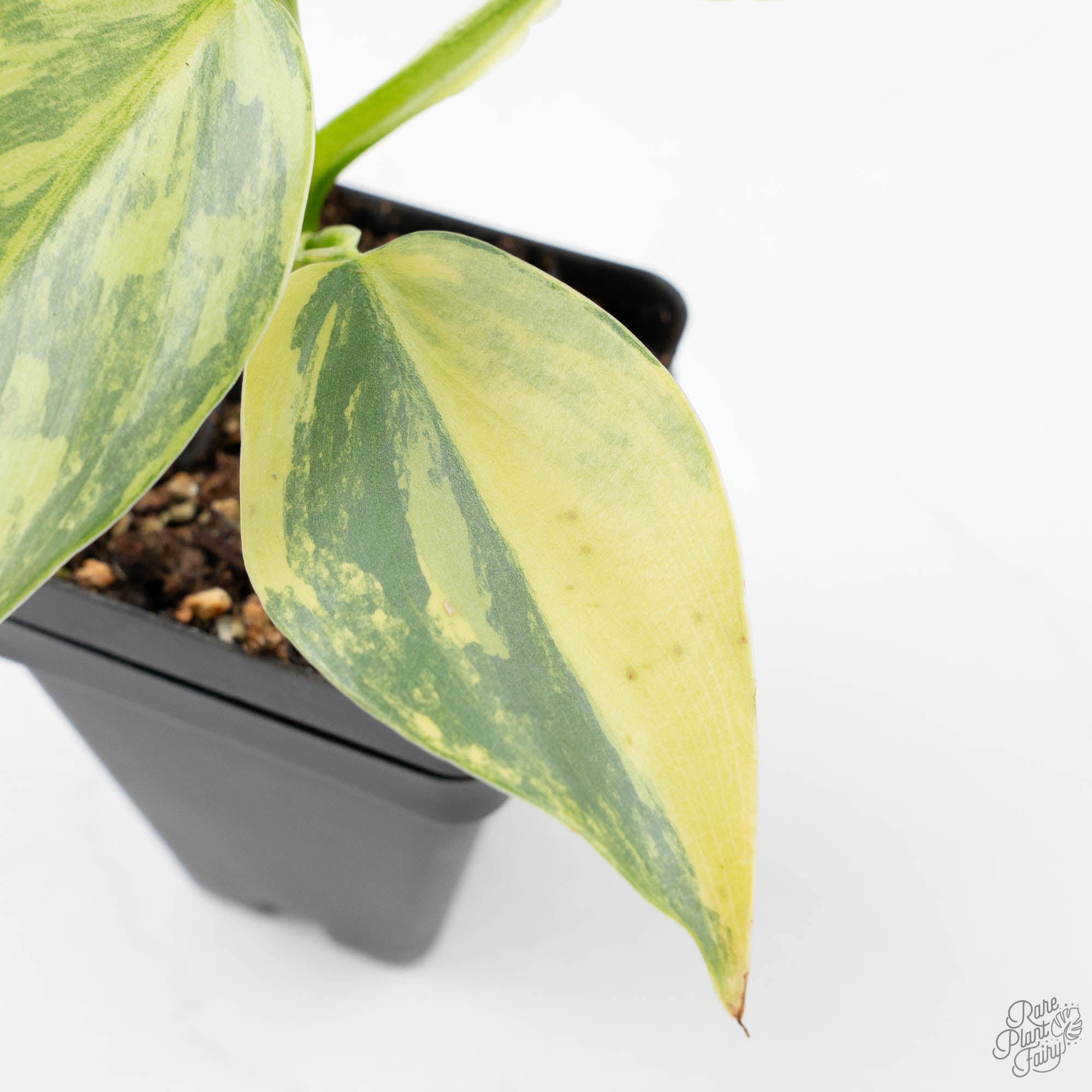 philodendron silver sword variegata Philodendron 'Silver Sword' Variegated (wk21-B) – Rare Plant Fairy