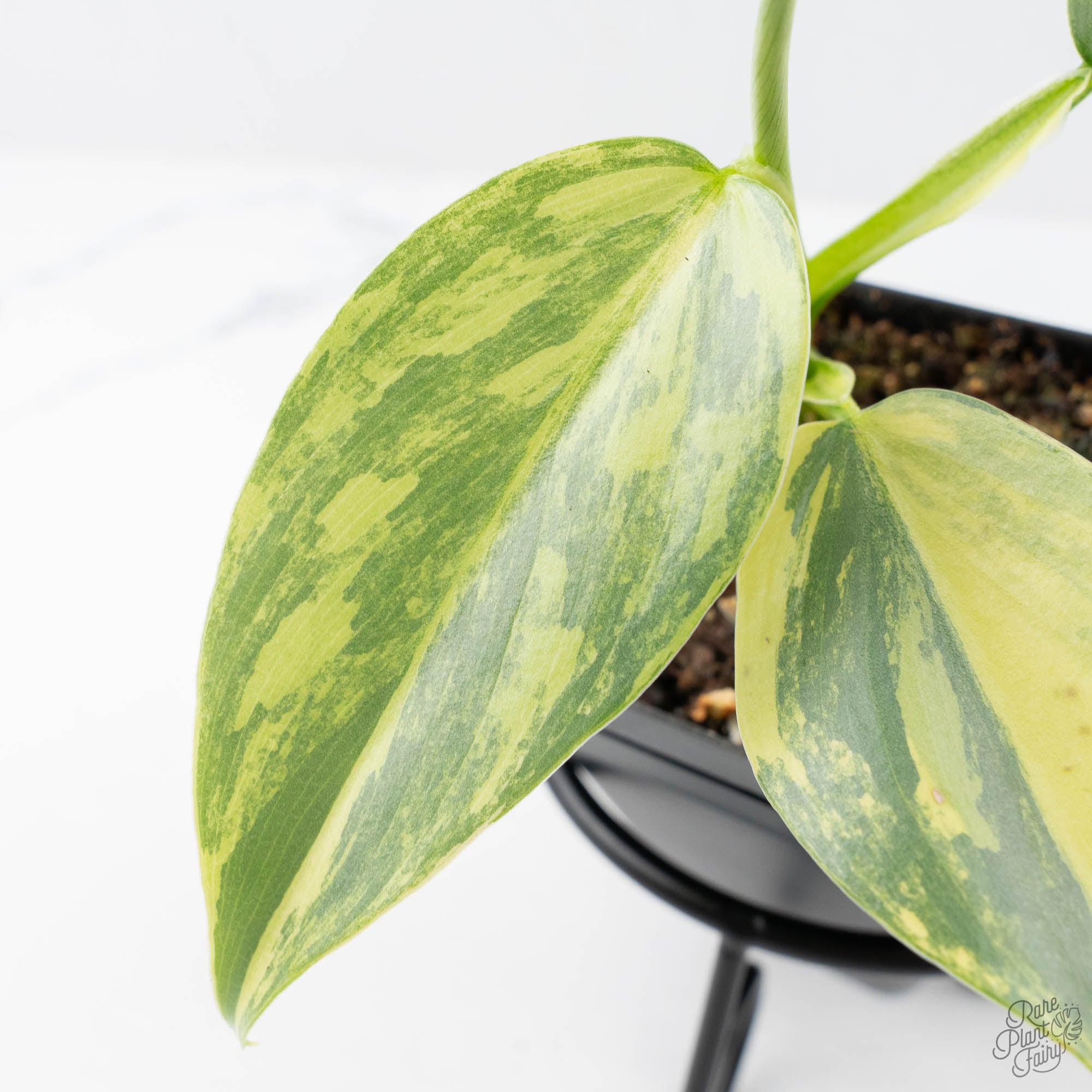variegated philodendron silver sword Philodendron 'Silver Sword' Variegated (wk21-B) – Rare Plant Fairy