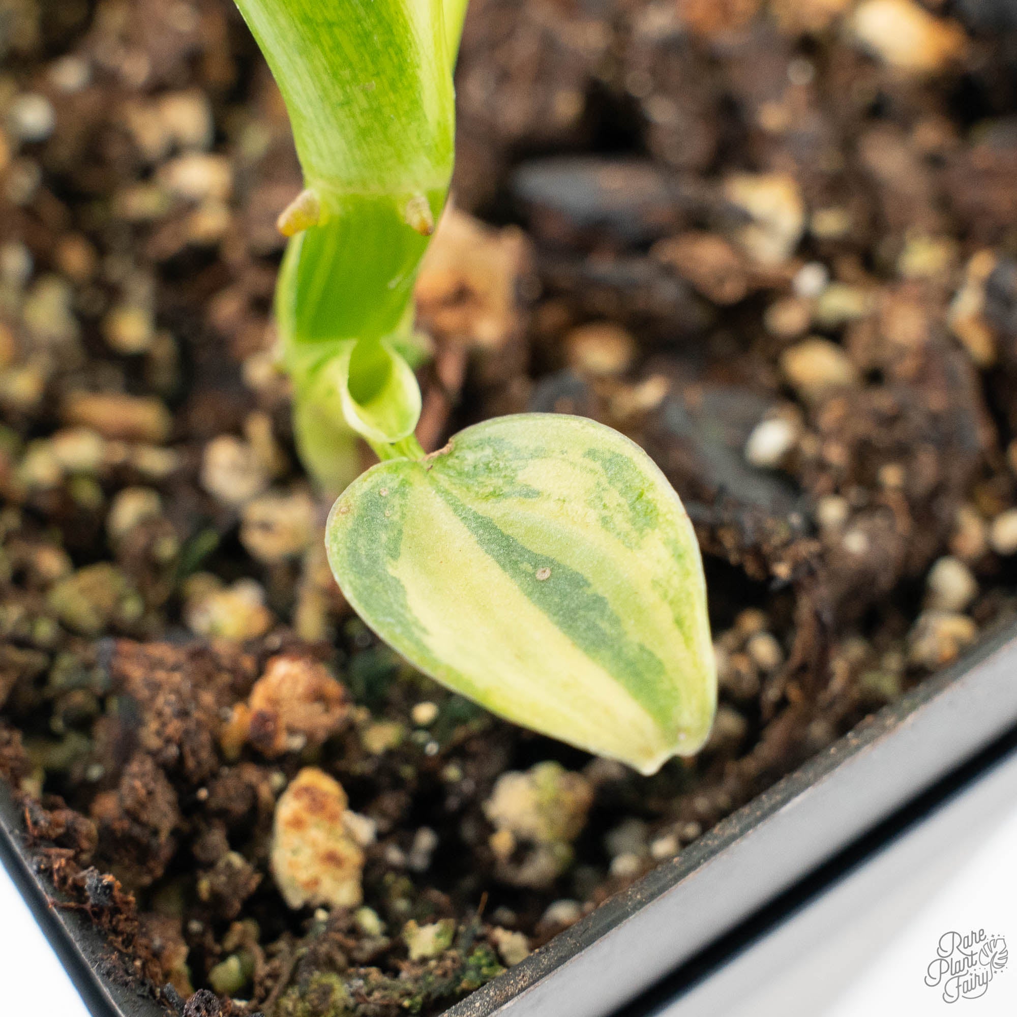 silver sword philodendron soil Philodendron 'Silver Sword' Variegated (wk21-B) – Rare Plant Fairy