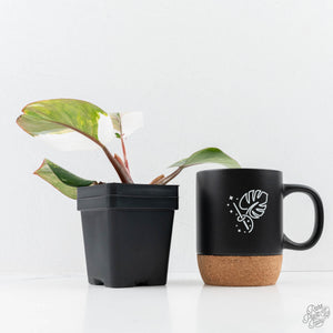 Philodendron Erubescens 'Skittles' ('White Knight Quadricolor') (wk25-UD)