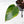 Philodendron Erubescens 'Skittles' ('White Knight Quadricolor') (wk25-UD)