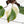 Philodendron Erubescens 'Skittles' ('White Knight Quadricolor') (wk25-UD)