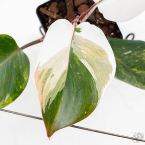 Philodendron Erubescens 'Skittles' ('White Knight Quadricolor') (wk25-UD)