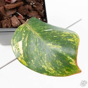 Philodendron Erubescens 'Skittles' ('White Knight Quadricolor') (wk25-UD)